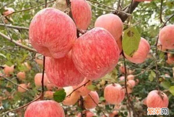 最好吃的苹果排名 中国最好吃的苹果品种排名