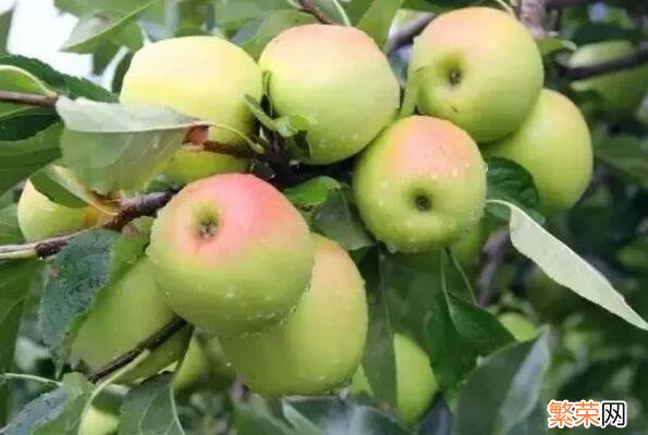 最好吃的苹果排名 中国最好吃的苹果品种排名
