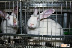 养500只兔子能赚多少 养一千只兔子一年利润