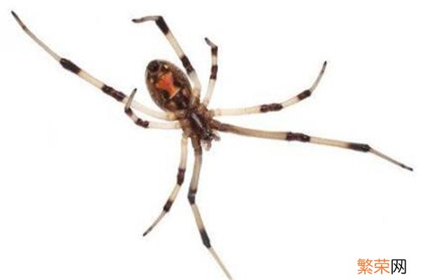 地球上4大最毒的蜘蛛 世界上最毒的十大蜘蛛