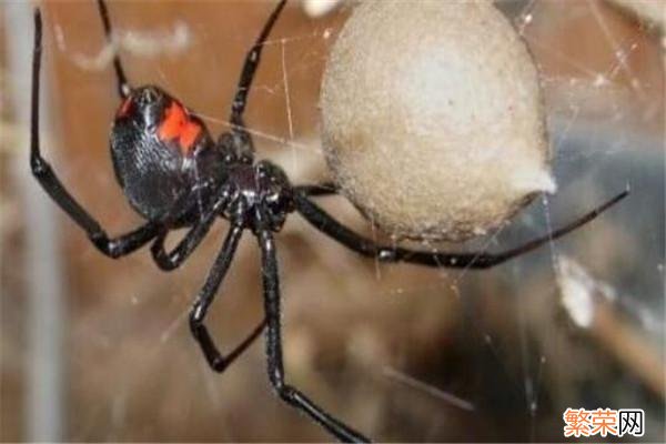 地球上4大最毒的蜘蛛 世界上最毒的十大蜘蛛