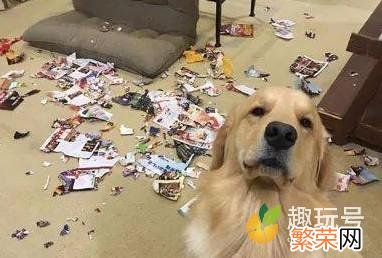 世界犬种智商排行 狗狗智商排名