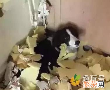 世界犬种智商排行 狗狗智商排名