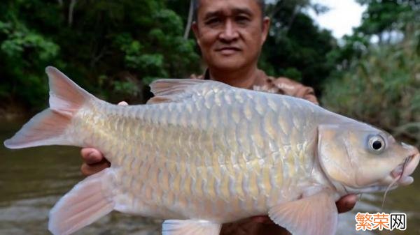 全球十大最贵淡水鱼排行榜 十大最贵淡水鱼排名