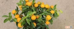 花盆里种的橘子能吃吗 盆栽橘子能吃吗
