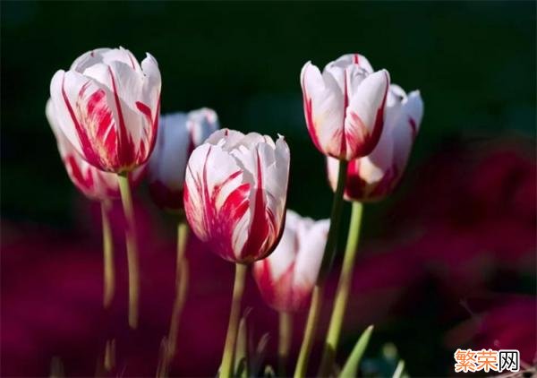 紫色郁金香的花语 郁金香花语