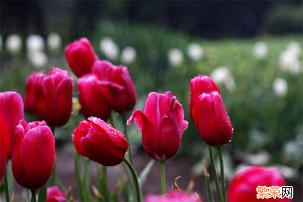 紫色郁金香的花语 郁金香花语