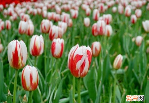 紫色郁金香的花语 郁金香花语