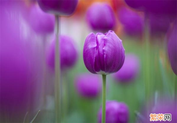 紫色郁金香的花语 郁金香花语