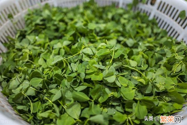 65种野菜图片大全 野菜的种类和图片大全