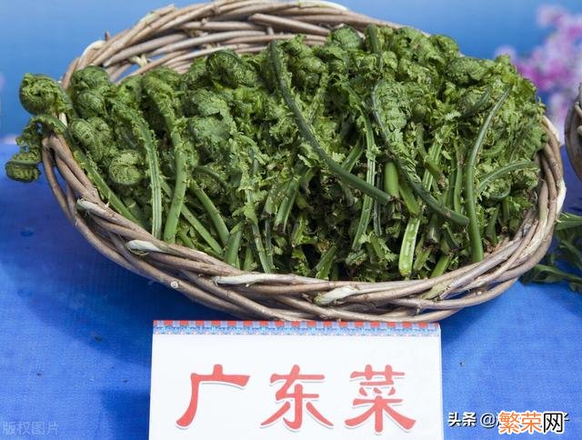 65种野菜图片大全 野菜的种类和图片大全