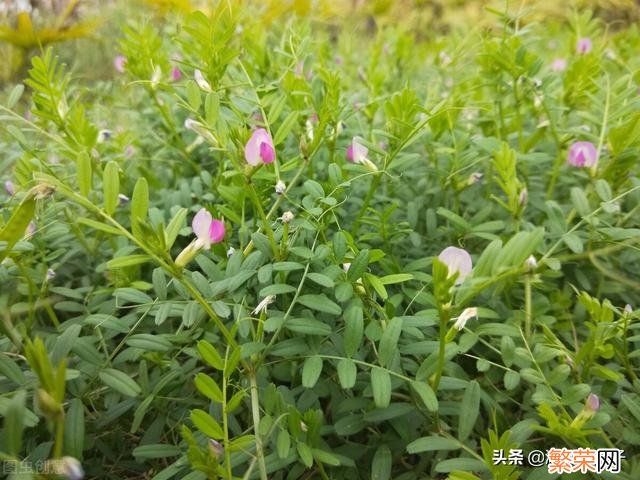 65种野菜图片大全 野菜的种类和图片大全