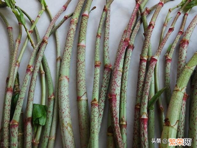 65种野菜图片大全 野菜的种类和图片大全