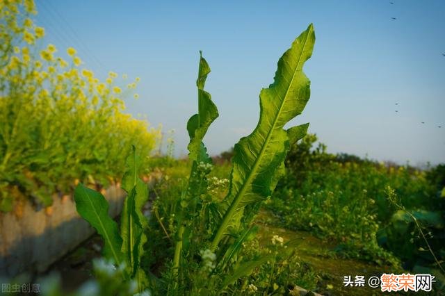 65种野菜图片大全 野菜的种类和图片大全