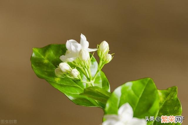 65种野菜图片大全 野菜的种类和图片大全