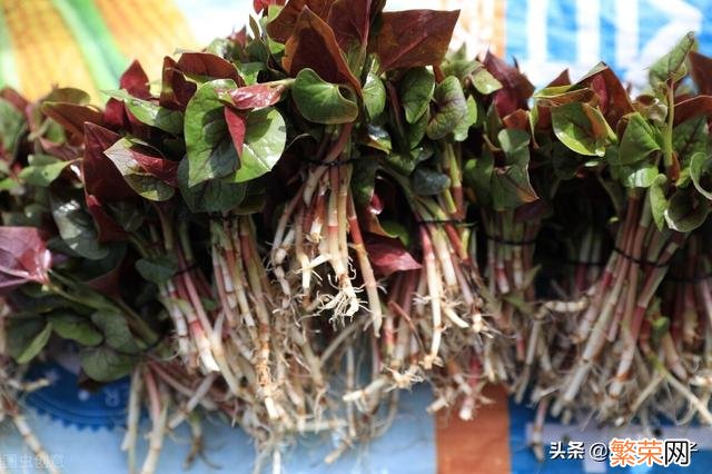 65种野菜图片大全 野菜的种类和图片大全