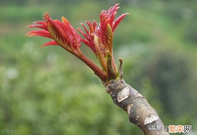 65种野菜图片大全 野菜的种类和图片大全