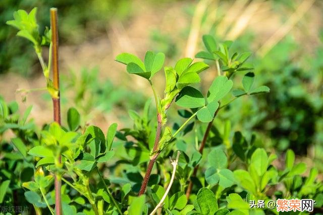 65种野菜图片大全 野菜的种类和图片大全