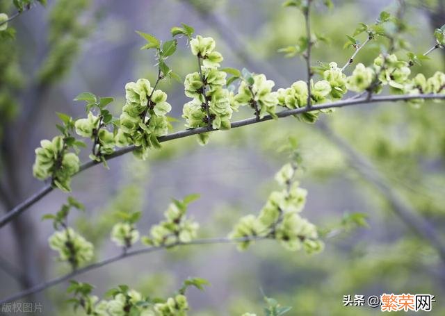 65种野菜图片大全 野菜的种类和图片大全