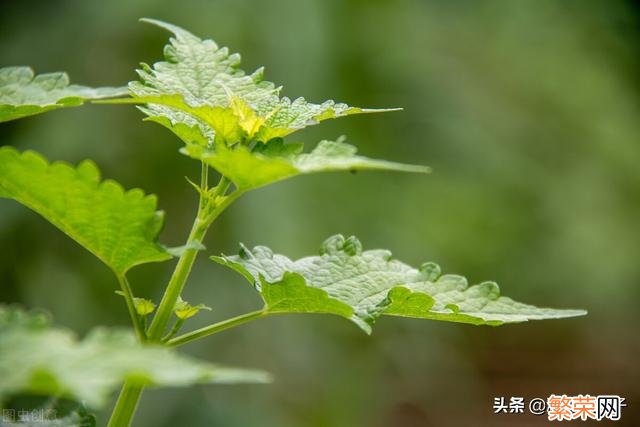 65种野菜图片大全 野菜的种类和图片大全