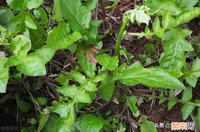 65种野菜图片大全 野菜的种类和图片大全