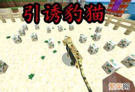 豹猫驯服调教技巧 我的世界豹猫怎么驯服调教