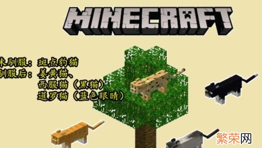 豹猫驯服调教技巧 我的世界豹猫怎么驯服调教