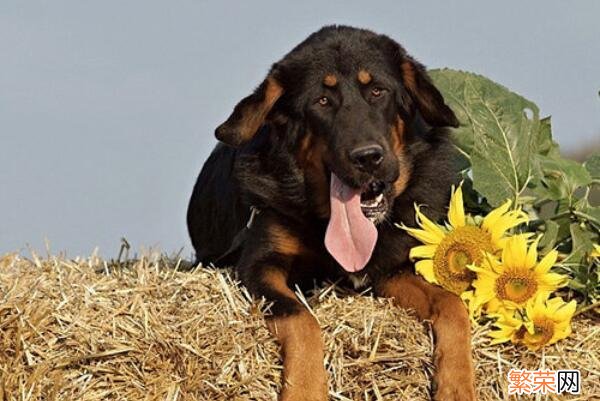 中华田园犬家喻户晓 中国特有的犬种