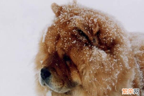 中华田园犬家喻户晓 中国特有的犬种