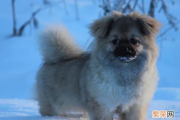 中华田园犬家喻户晓 中国特有的犬种