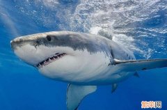 头比嘴长的鲨鱼 世界上十大最恐怖的鲨鱼