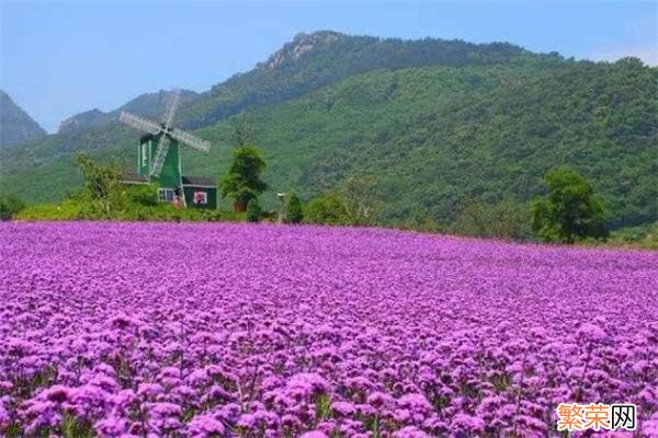 叶子西西排行榜 大连十大景点排行榜