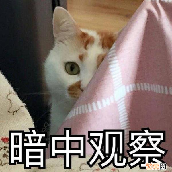 猫咪价格排行榜 宠物猫的品种及价格排行