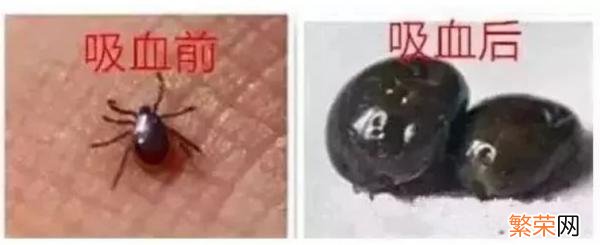 它们成了全世界长相最怪的虫子 世界上最恐怖的虫子