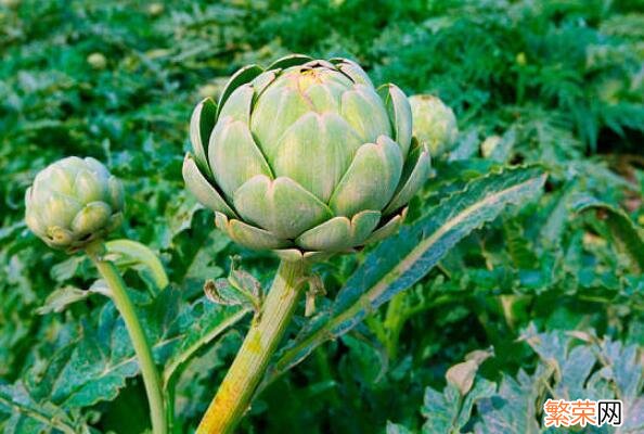 的正确食用方式 可以食用的花有多少种