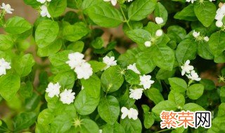 养护茉莉花的方法 茉莉花的养护方法简单介绍