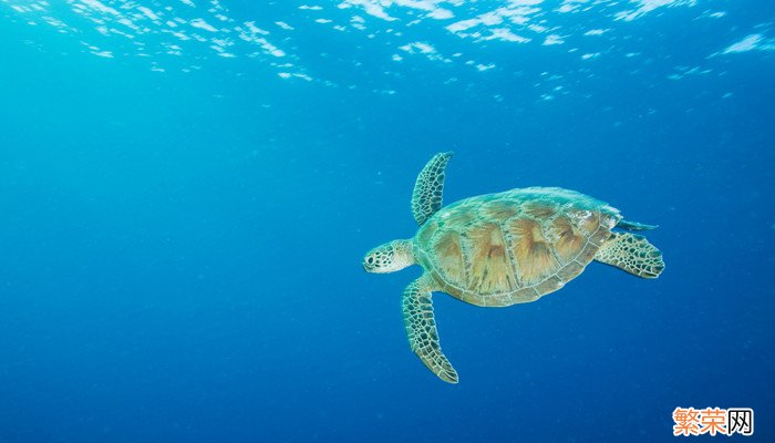 世界上体型最大的海龟是什么龟 世界上体型最大的海龟是什么龟海