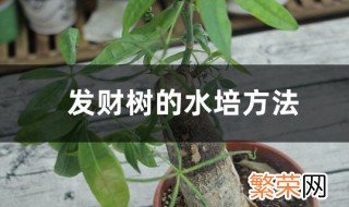 发财树水养技巧 发财树的水培方法介绍