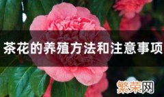 野生茶花养护方法 茶花的养殖方法和注意事项