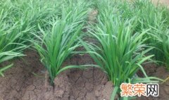 韮菜棚种植方法 大棚韭菜种植技术