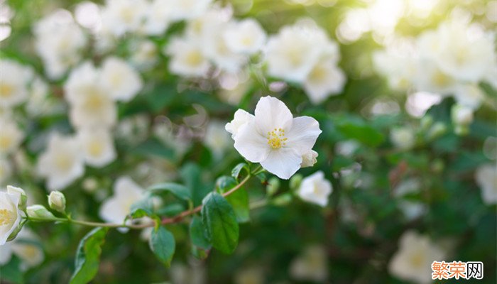 茉莉花香对人体有什么影响 茉莉花香有什么作用