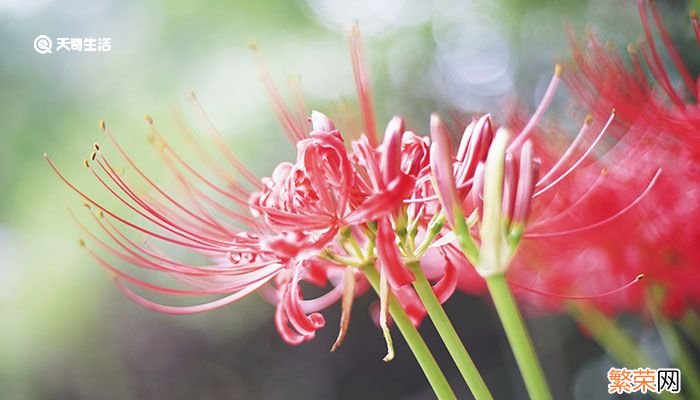 彼岸花为什么叫死人花 彼岸花是死人花吗