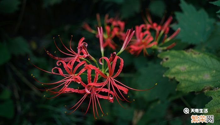 彼岸花为什么叫死人花 彼岸花是死人花吗