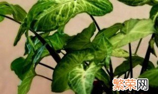 合果芋养护方法 怎么养殖合果芋