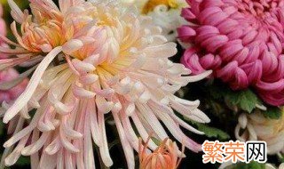 菊花花语是什么意思 菊花花语介绍