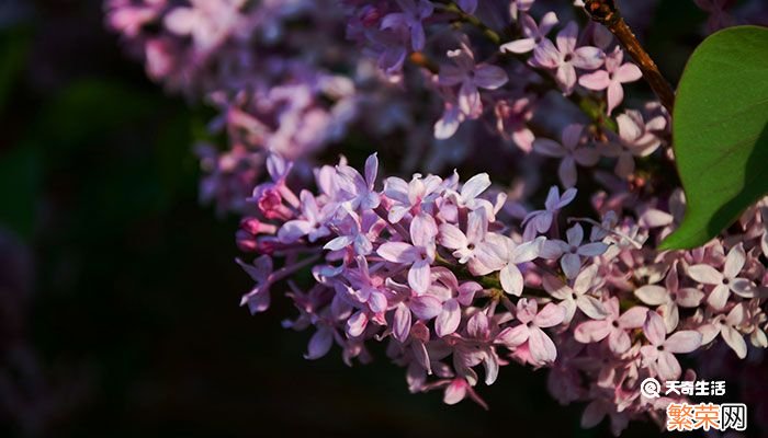 丁香花是什么颜色的 丁香花有几种颜色