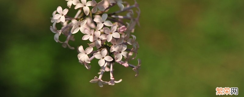 丁香花是什么颜色的 丁香花有几种颜色