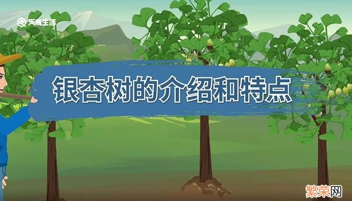 银杏树的介绍和特点 银杏树简介