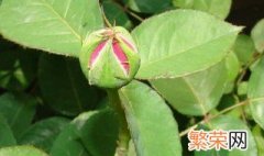 月季花苞打不开是什么原因 月季花苞打不开具体是什么原因