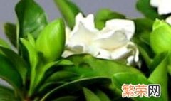 栀子花不长花苞是什么原因 栀子花不长花苞具体是什么原因